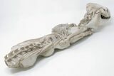 Articulated, Fossil Oreodont (Miniochoerus) Skeleton - Wyoming #197374-3